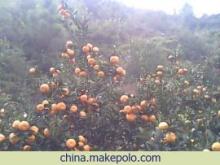 南豐蜜桔 橘香千年，甜蜜一方